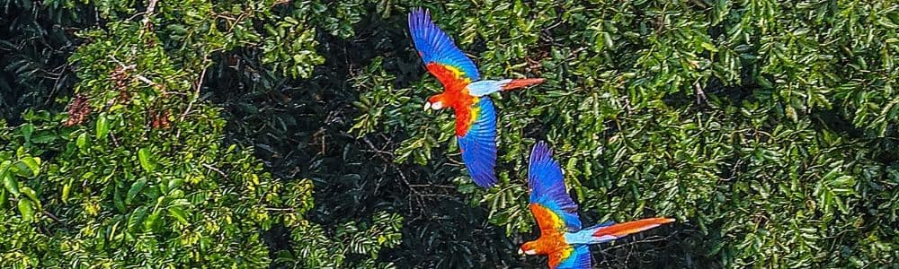 Picture of Harrison's Bird Foods awards $10,000 grant to support macaw ...